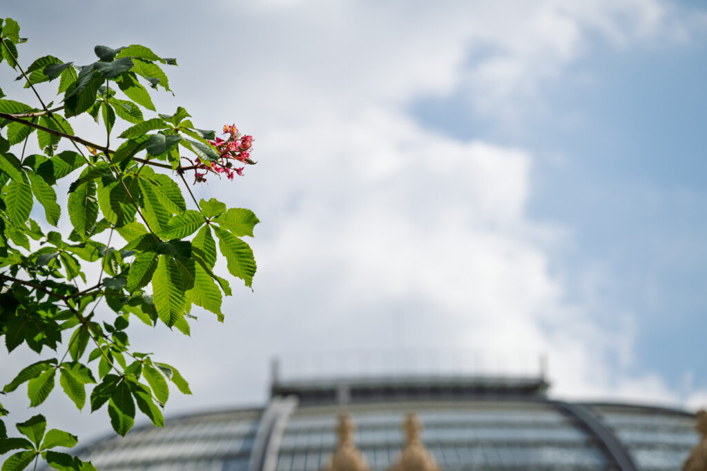 En ensam snart utblommad kastanj