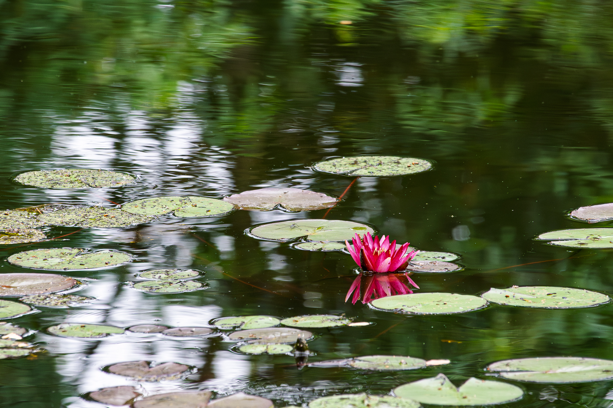 Monets trädgård i Giverny